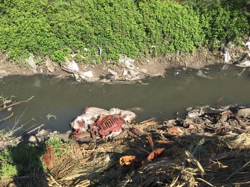 Adana’da tek tırnaklı hayvan başı ve kemikleri bulundu