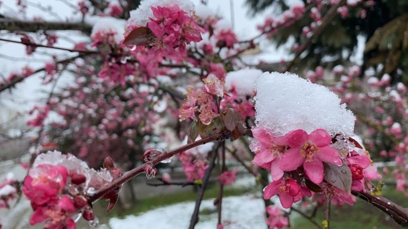 Çiçek açan meyve ağaçları karla kaplandı
