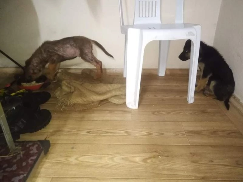 Donmak üzere olan köpek yavrularına yardım eli uzattı
