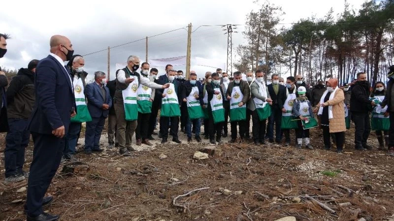 Yanan ormanın her karışı tohumlarla buluştu
