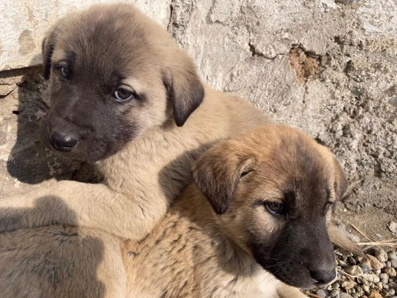 Annesiz kalan yavru köpekler Ağrılı çocukların sevgisiyle hayata tutundu
