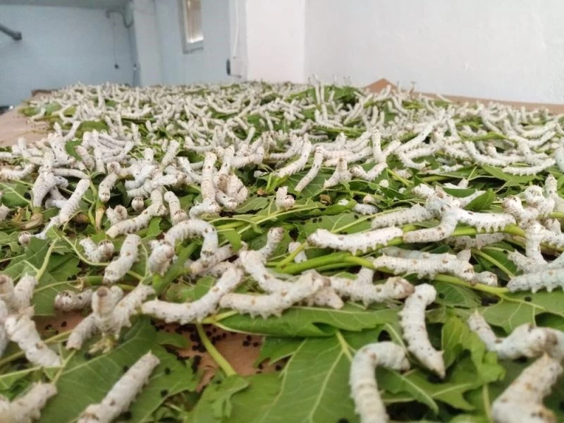 Eskişehir’de ipekböceği yetiştiriciliği ile ilgili iki projeye yüzde 100 hibe
