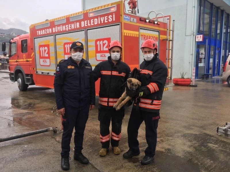 İtfaiye ekiplerinden dereden köpek kurtarma operasyonu
