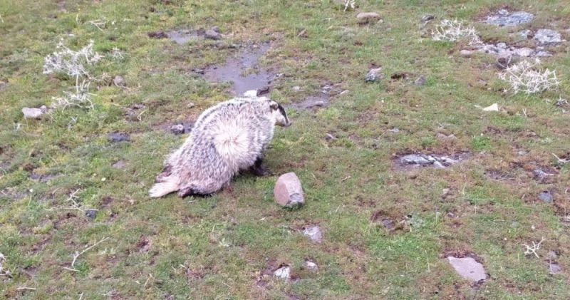 Siverek’te yaralanmış halde bal porsuğu bulundu
