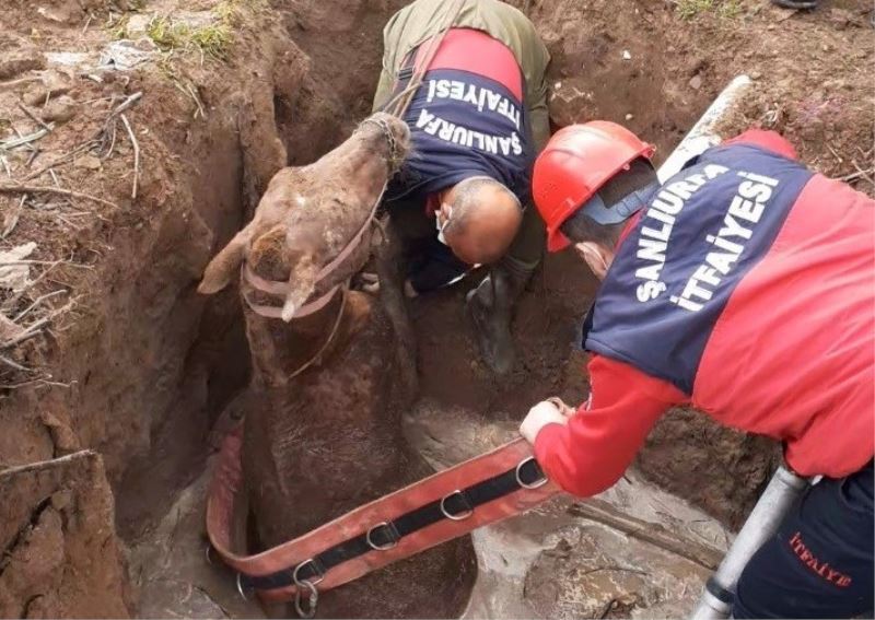 Şanlıurfa’da foseptik çukuruna düşen yarış atı kurtarıldı
