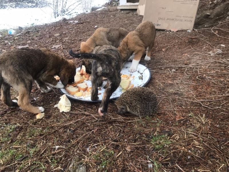 Soğukta aç kalan sahipsiz yavru köpekleri yiyecek vererek besledi
