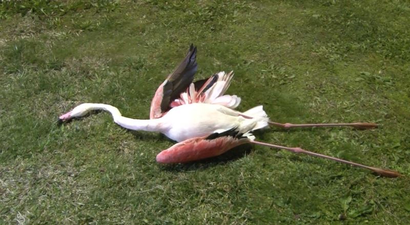 İzmir’de flamingoların toplu ölümü endişe uyandırdı
