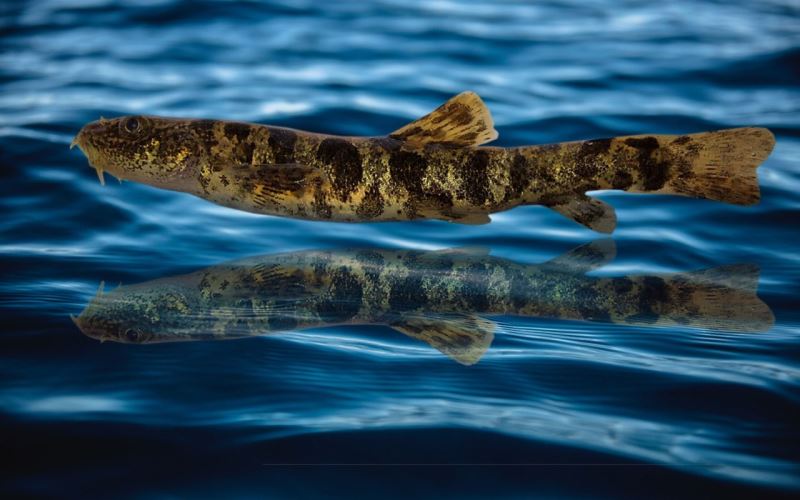 Van Gölü’nde keşfedilen balığa ‘Vangölü Küçük Mercan’ adı verildi
