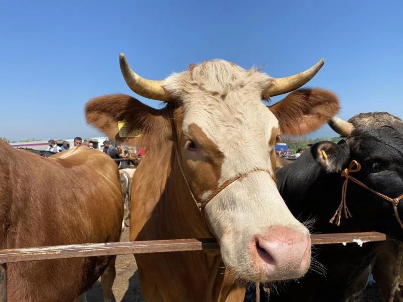 Düzce’de 2 ayda 2 bin 309 hayvana kulak küpesi takıldı
