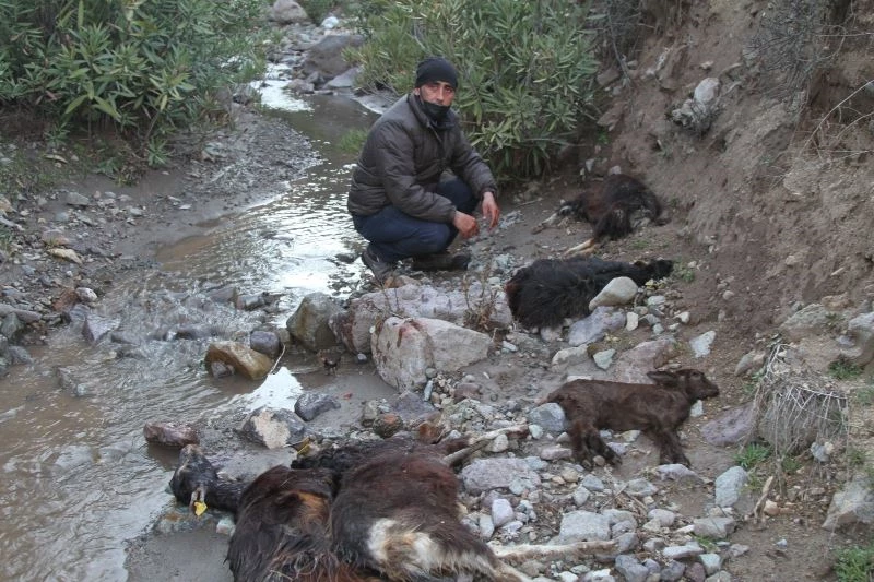 Ayvalık’ta demir madeni atıklarının meradaki keçileri zehirlediği iddiası
