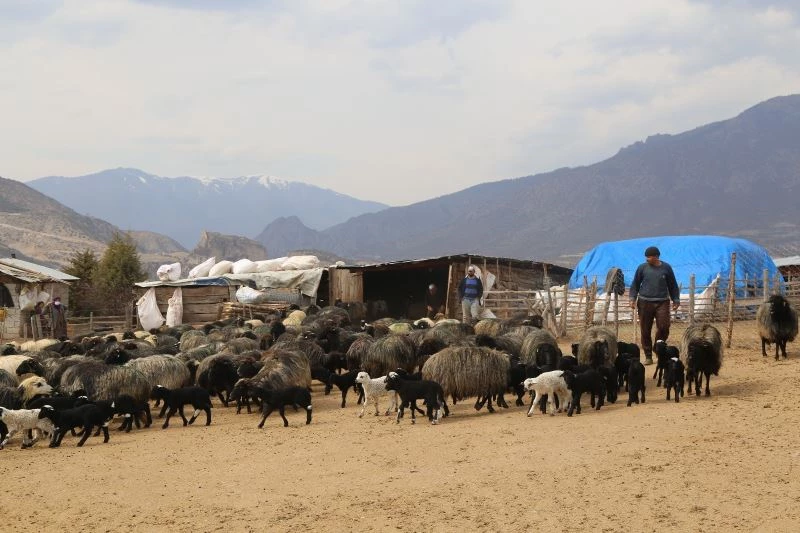 Baharın habercisi kuzuların anneleriyle buluşma anı renkli görüntüler oluşturuyor
