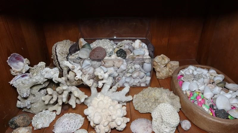 Denizin bulunmadığı Mardin’de, deniz canlılarının binlerce yıllık fosilleri sergileniyor
