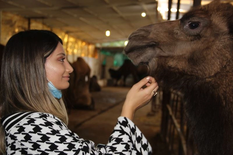 Ayşegül Öğretmen, develerle stres atıyor
