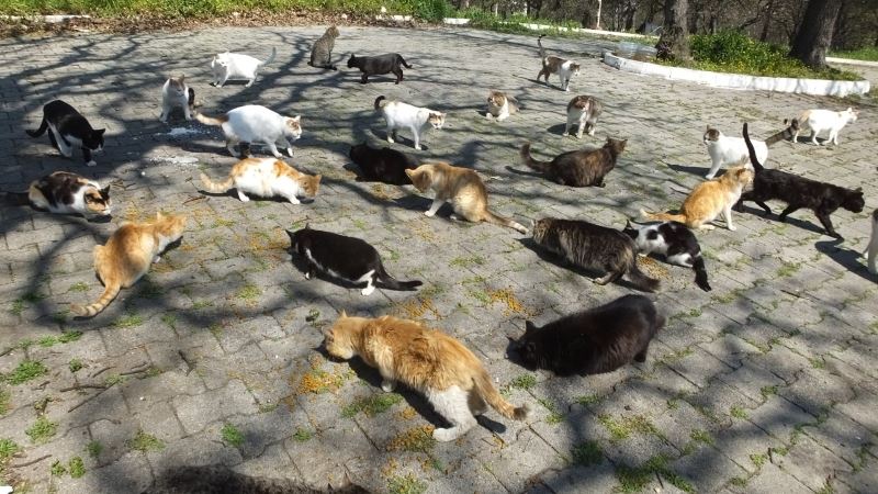 Balıkesir’de emekli hemşire 17 yıldır sokak kedilerini besliyor
