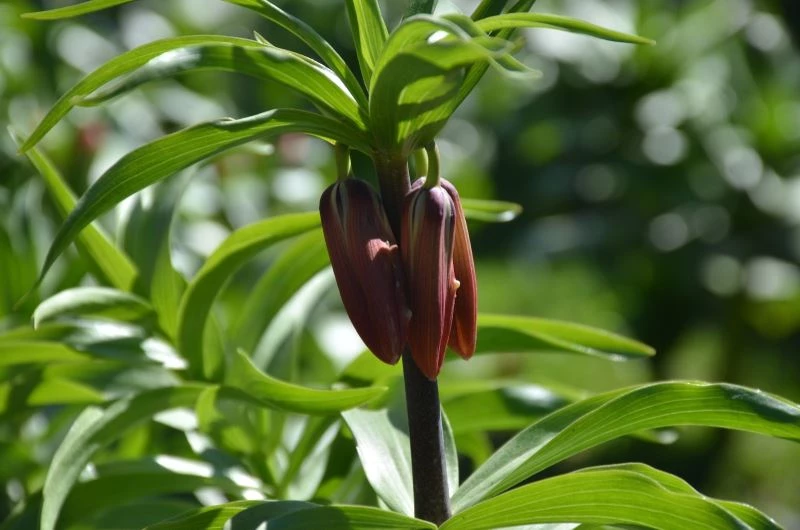Bu çiçeği koparan bir araç fiyatı kadar ceza ödüyor
