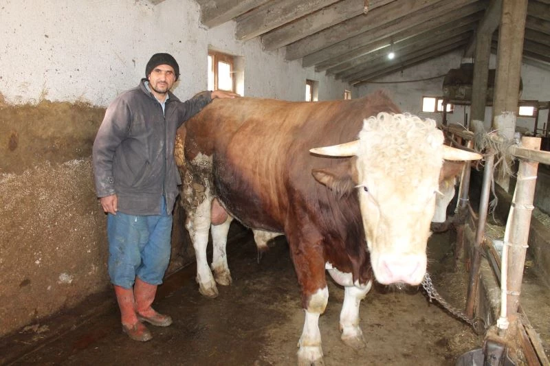 Hibe makine ile hazırladığı yemle beslediği boğayı 30 bin TL’ye satışa çıkardı
