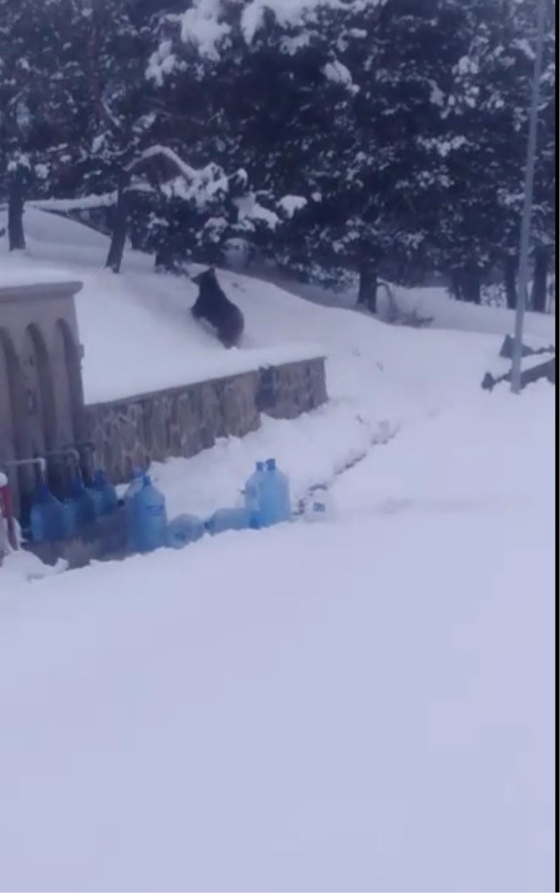 Sarıkamış’ta ayılar kış uykusundan uyandı
