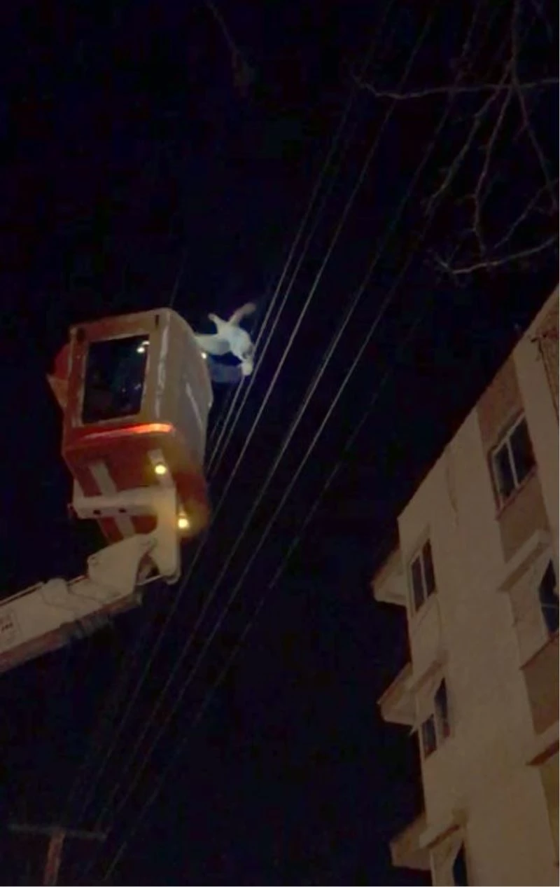 Elektrik teline takılan tavuk AEDAŞ ekiplerince kurtarıldı
