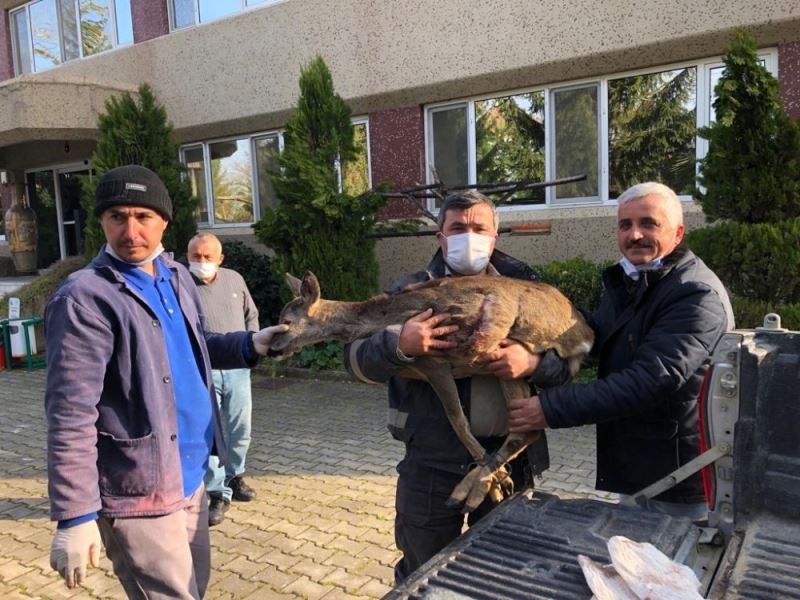 Muhtar karacayı köpeklere yem olmaktan kurtardı
