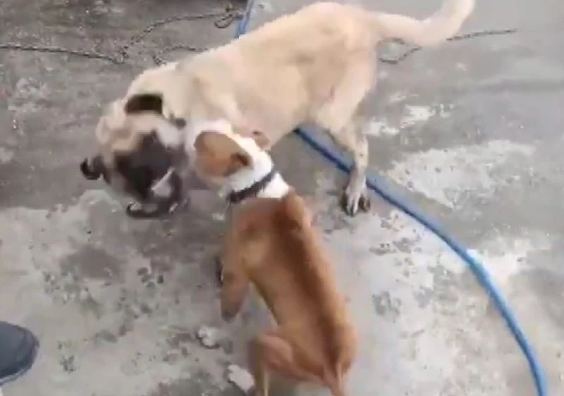 Konya’da köpek dövüştüren 3 kişiye 50 bin lira ceza
