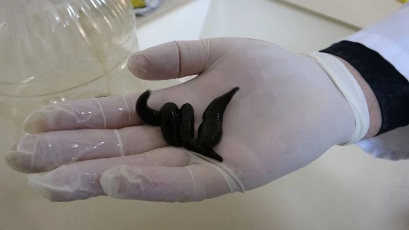 Türkiye tıbbi sülük ticaretinde dünyada yüzde 80 paya sahip
