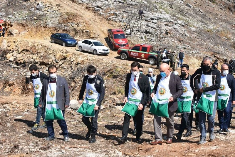 Karaisalı’da yanan ormanlık alana kızılçam tohumu ekildi
