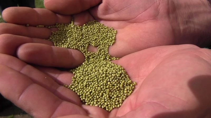 Siirtli çiftçilere yonca ve fiğ tohumu dağıtıldı
