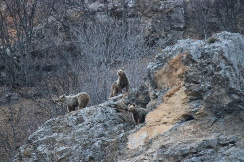 Kış uykusundan uyanan anne ve yavru ayılar görüntülendi
