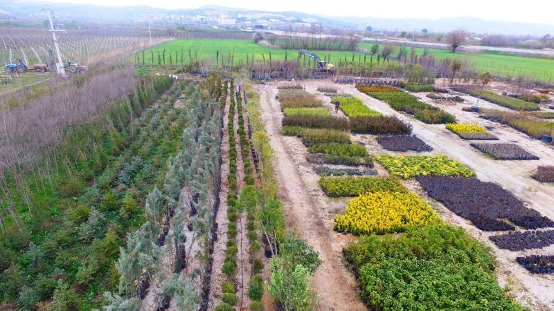 Yunusemre’de 50 bin fidan ve çalı bahara hazırlanıyor
