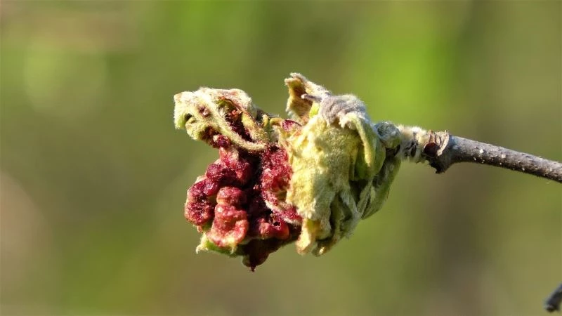 Ordu’da zirai don sonrası fındıkta rekolte düşüşü bekleniyor
