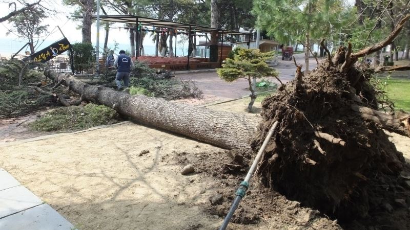 Burhaniye’de fırtına asırlık sedir ağacını kökünden söktü
