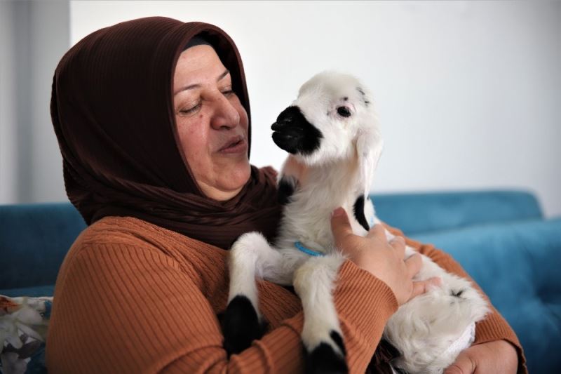 Sahiplendiği kuzu, hem evinin neşesi, hem de terapisi oldu
