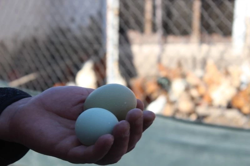 Şaşkınlık uyandıran mavi ve yeşil renkli yumurtalar
