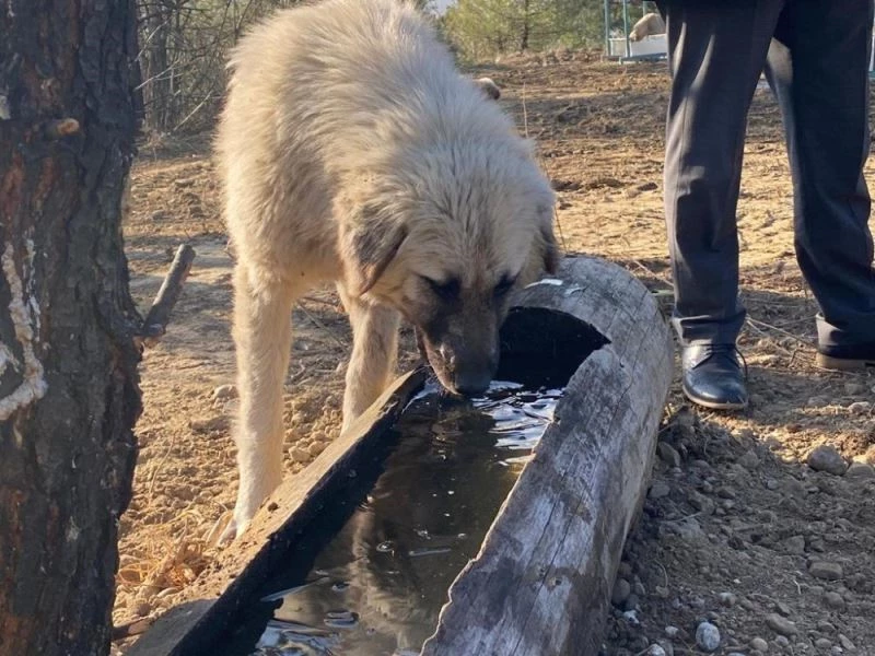Sokak köpeklerine yem alanı yapıldı
