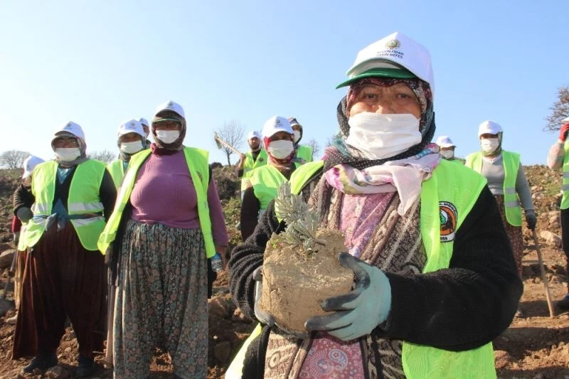 Manisa’da hızlı tren güzergahı lavanta kokacak
