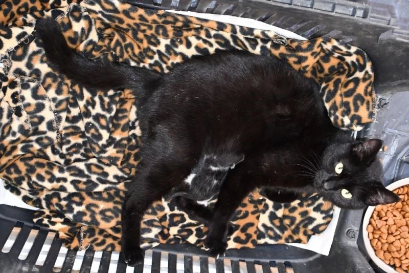 Ayağı kırılan gebe kedi hayata döndürüldü
