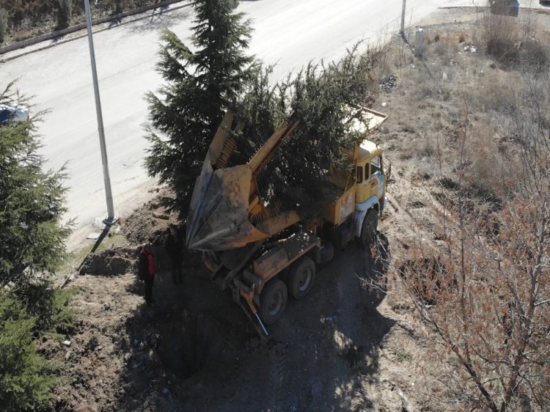 Pursaklar Belediyesi sökülen ağaçları yeni yerlerine taşıyor

