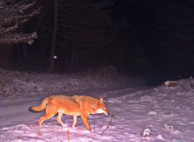 Fotokapanlara vaşak ve birçok yaban hayvanı takıldı
