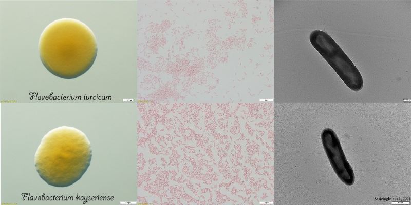 ERÜ’de keşfedilen bakterilere Türk manasına gelen “Turcicum” ve “Kayseriense” ismi verildi
