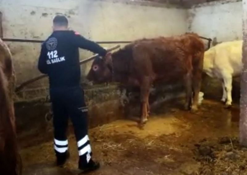 Amasya’da 112 ekibi, karantinadaki yaşlı kadının ineklerini besledi
