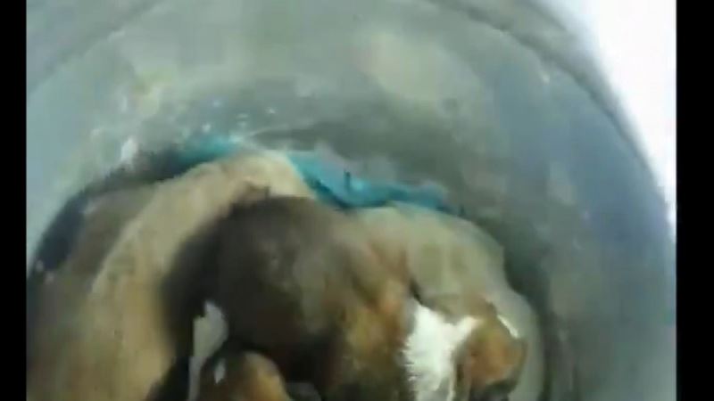 Beykoz’da yeraltı çöp konteynerine atılan 7 yavru köpek, itfaiye tarafından kurtarıldı