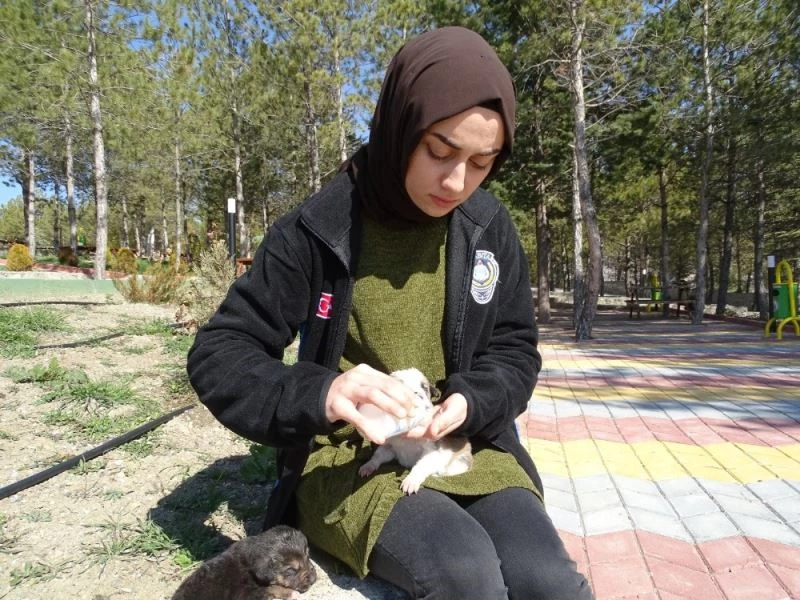 Annesiz yavru köpeklere belediye sahip çıktı
