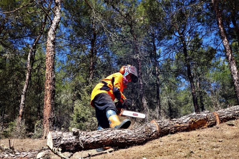 Türkiye’nin akciğerleri kadınlara emanet: Bu ormanda pozitif ayrımcılık var
