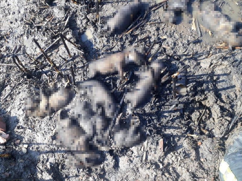 Manisa’da 10 yavru köpek yangında telef oldu