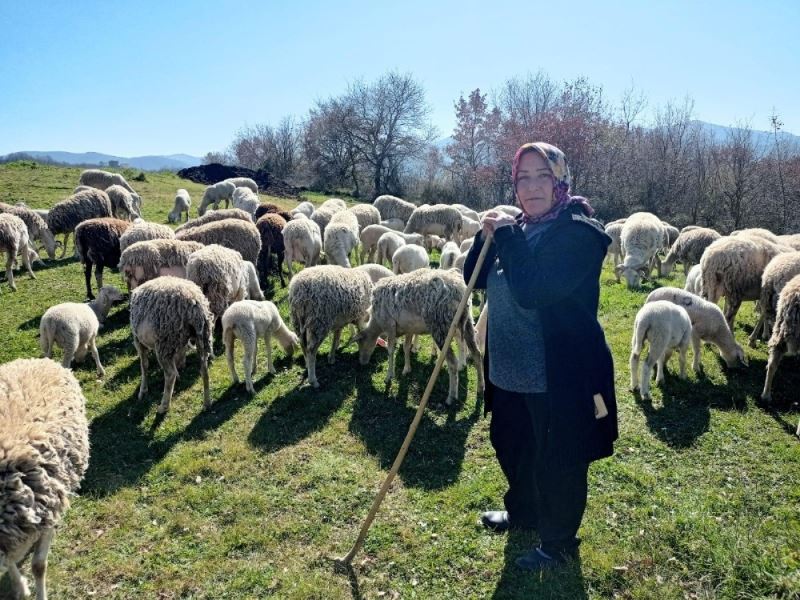 (Özel) Yalova’nın kadın çobanı 170 hayvanlık sürüye bakıyor
