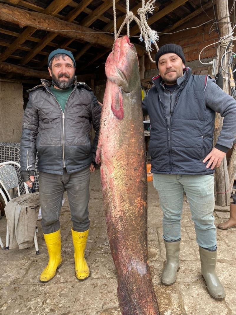 Balıkçıların oltasına 2 metre 20 santimlik yayın balığı takıldı
