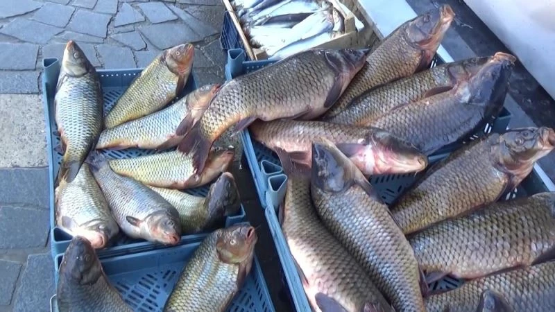 Mart ayının şampiyonu sazan, tuzlu su balıklarını rafa kaldırdı
