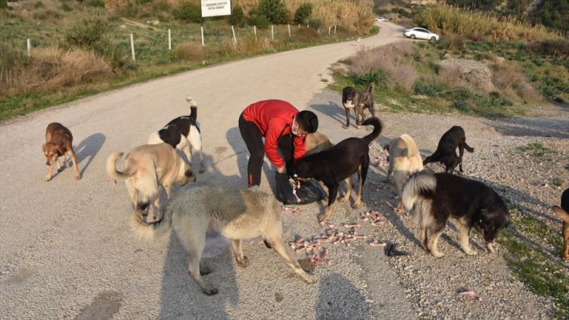 Köpeğinin ölümünden etkilendi, Adana