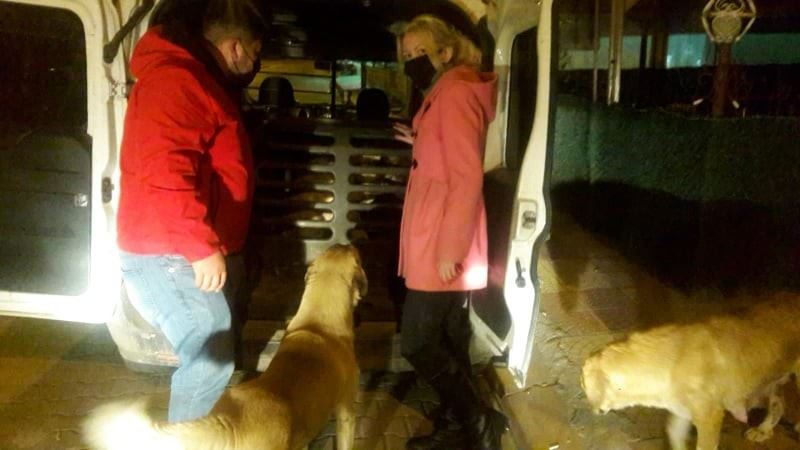 Sürekli titreyen köpek tedavi için İstanbul’a götürüldü