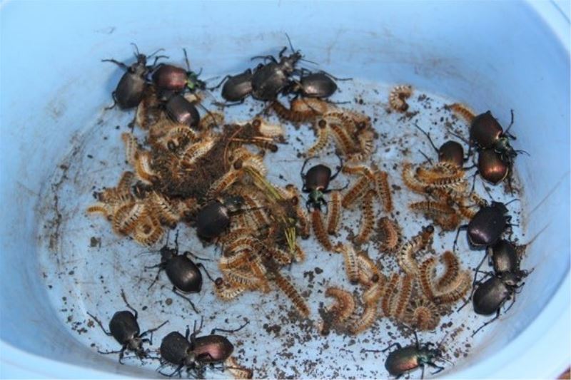 Isparta’da biyolojik mücadele kapsamında 10 bin adet terminatör böcek yetiştirilecek
